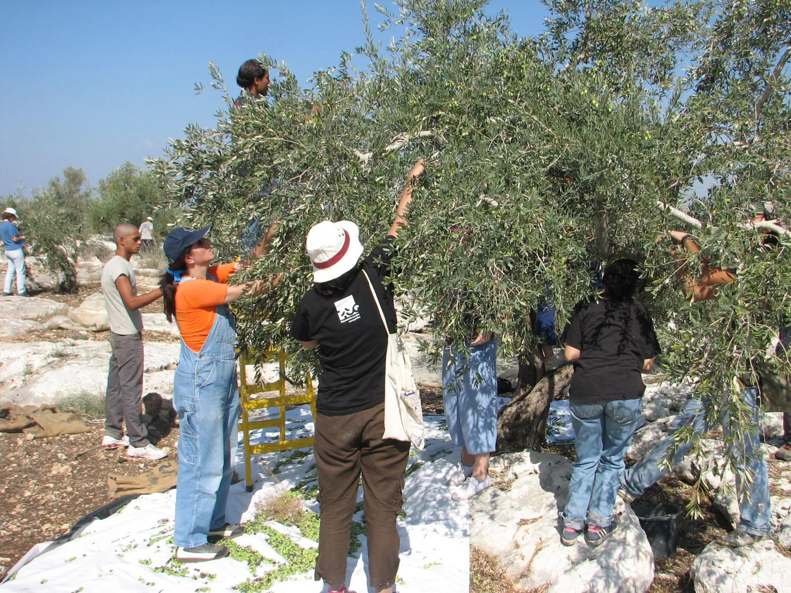 Raccolta delle olive, foto generica d'archivio: non ritrae le attiviste ne' la Cisgiordania